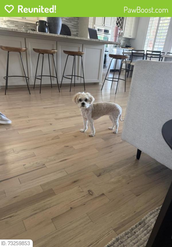 Reunited Female Dog last seen Frisco, TX, USA, Frisco, TX 75034