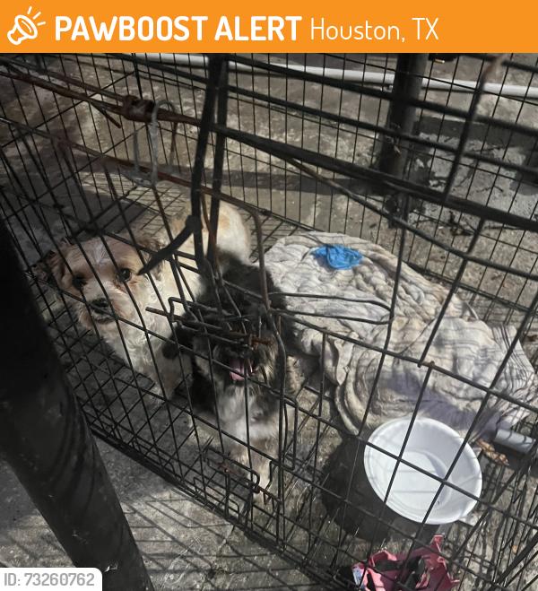 Found/Stray Unknown Dog last seen Hobby airport area, Houston, TX 77061
