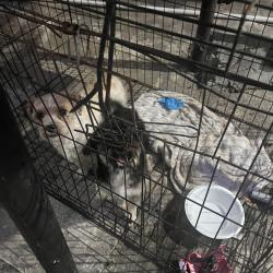 Found/Stray Unknown Dog last seen Hobby airport area, Houston, TX 77061