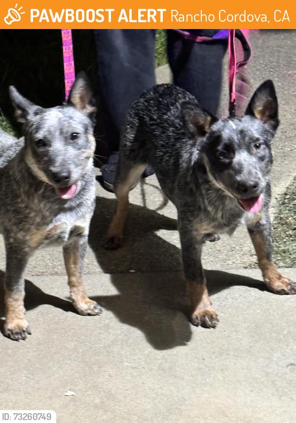 Found/Stray Female Dog last seen Hogarth and Vanguard, Rancho Cordova, CA 95827