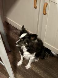 Lost Female Dog last seen Wayne’s trace and tolbert, Hamilton, OH 45011