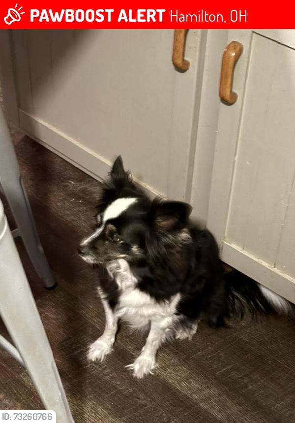 Lost Female Dog last seen Wayne’s trace and tolbert, Hamilton, OH 45011