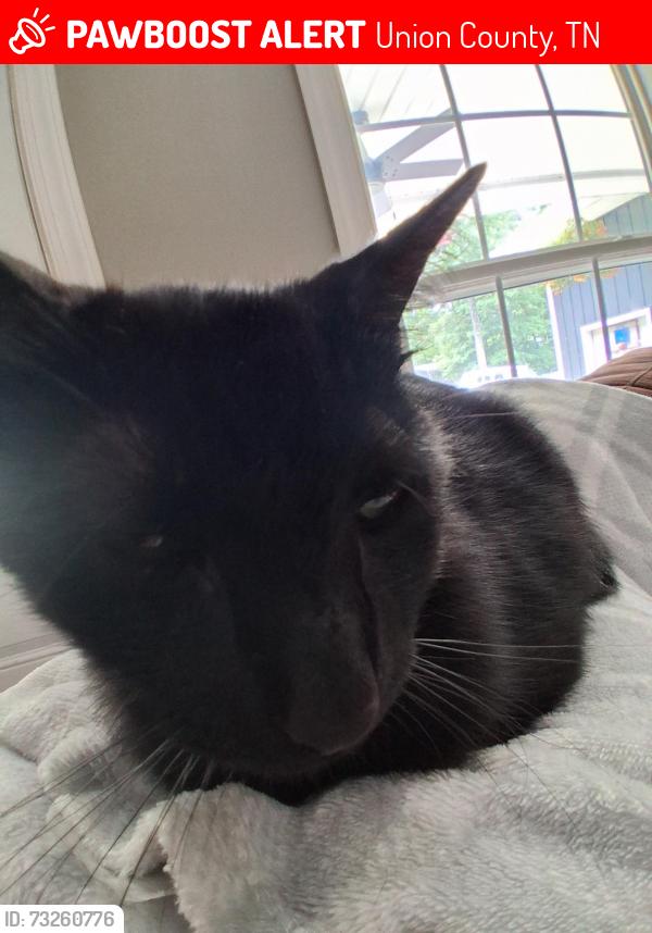 Lost Male Cat last seen Dyke rd, Union County, TN 37866
