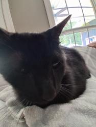 Lost Male Cat last seen Dyke rd, Union County, TN 37866