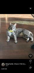 Lost Female Cat last seen walnut and kite, San Diego, CA 92103