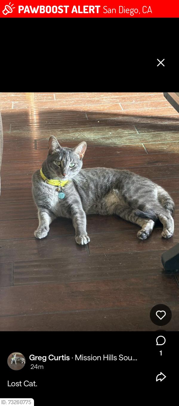 Lost Female Cat last seen walnut and kite, San Diego, CA 92103