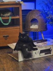 Reunited Female Cat last seen Woolworth and Larimer, Houston, TX 77020
