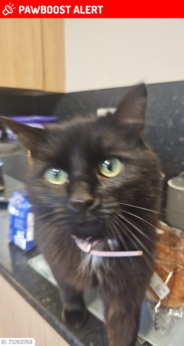 Lost Male Cat last seen Glen Garry East Kilbride, East Kilbride, Scotland 