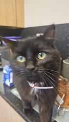 Lost Male Cat last seen Glen Garry East Kilbride, East Kilbride, Scotland 