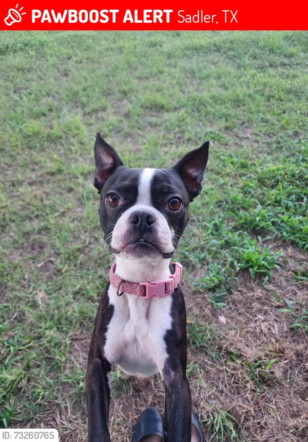 Lost Female Dog last seen Crawford Road, Sadler, TX 76264