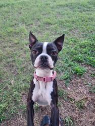 Lost Female Dog last seen Crawford Road, Sadler, TX 76264