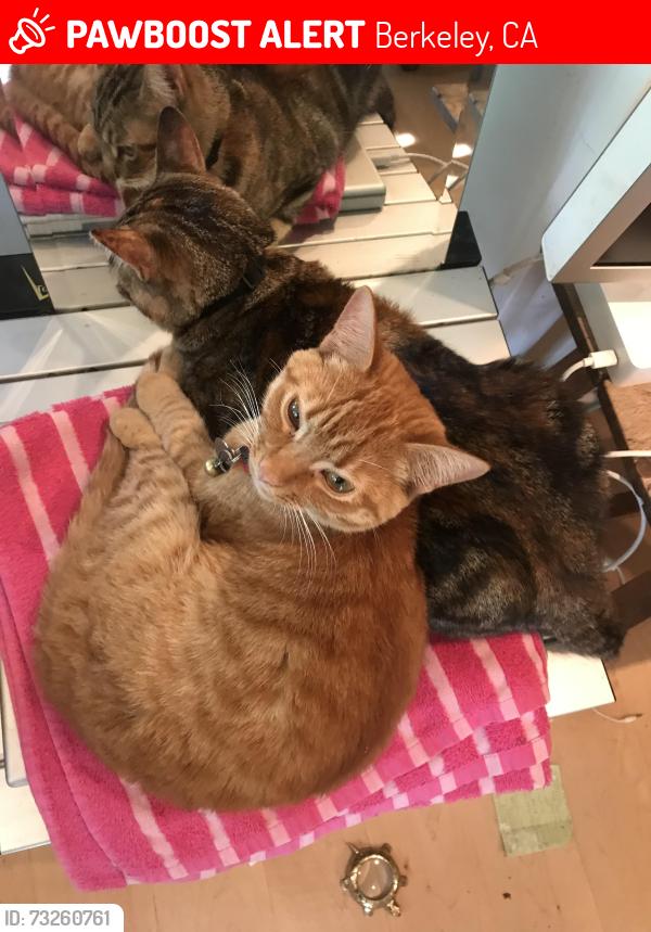 Lost Female Cat last seen Woodmont and Vistamont, Berkeley, CA 94708