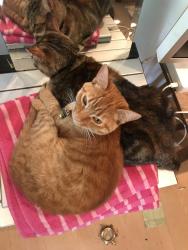 Lost Female Cat last seen Woodmont and Vistamont, Berkeley, CA 94708