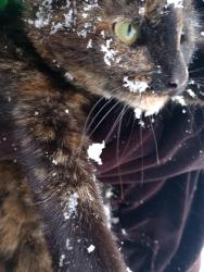 Lost Female Cat last seen Patterson elementary School, Houston, TX 77017