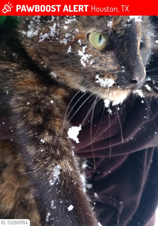 Lost Female Cat last seen Patterson elementary School, Houston, TX 77017