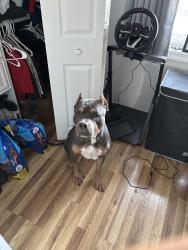 Lost Female Dog last seen lake, Shrewsbury, MA 01545