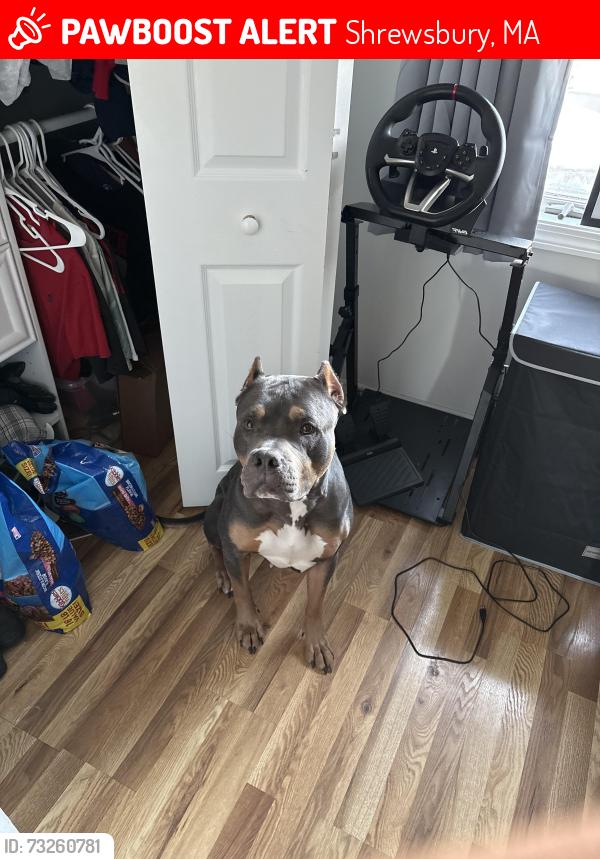 Lost Female Dog last seen lake, Shrewsbury, MA 01545