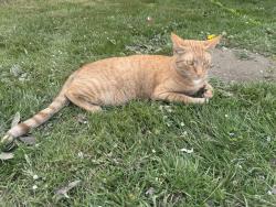Lost Male Cat last seen Centennial Elementary, Mount Vernon, WA 98273