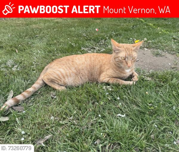 Lost Male Cat last seen Centennial Elementary, Mount Vernon, WA 98273