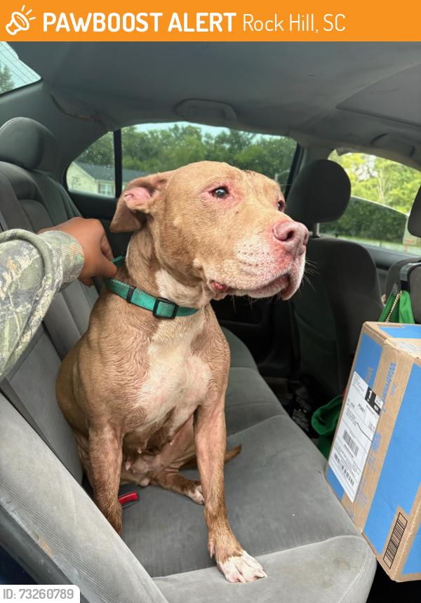 Found/Stray Female Dog last seen South Pointe High School, Rock Hill, SC 29731