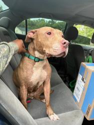 Found/Stray Female Dog last seen South Pointe High School, Rock Hill, SC 29731