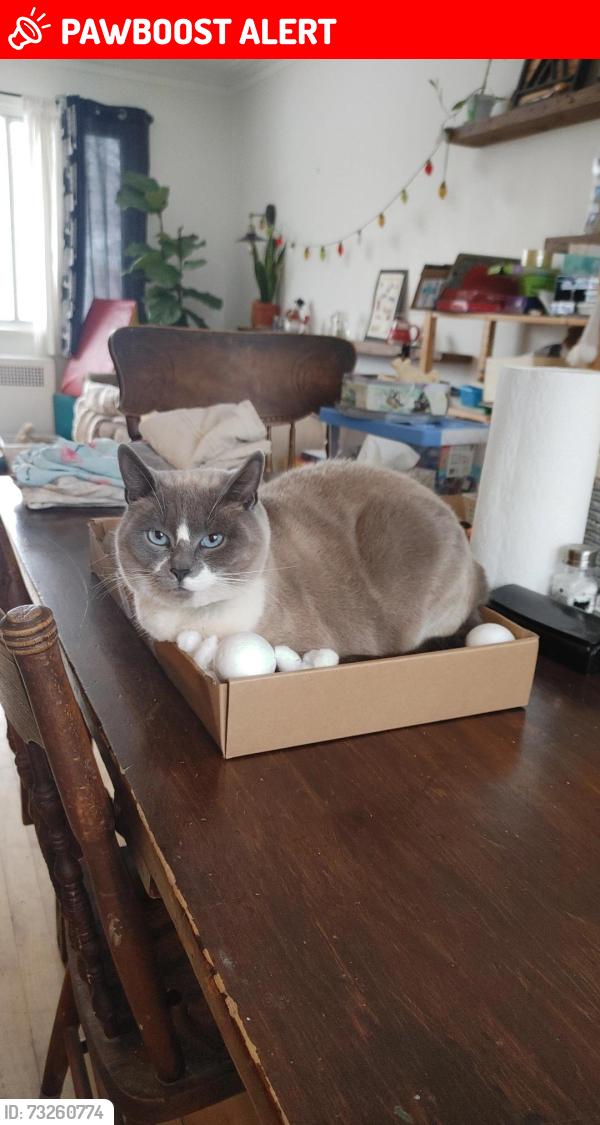 Lost Female Cat last seen Près du chalet du parc arthur-e seguin, Pointe-Claire, QC H9R 2A1