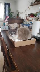 Lost Female Cat last seen Près du chalet du parc arthur-e seguin, Pointe-Claire, QC H9R 2A1