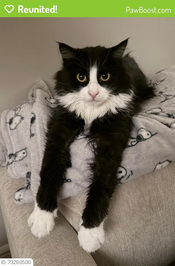 Reunited Male Cat last seen 215th Street and 15th Road, Queens, NY 11360