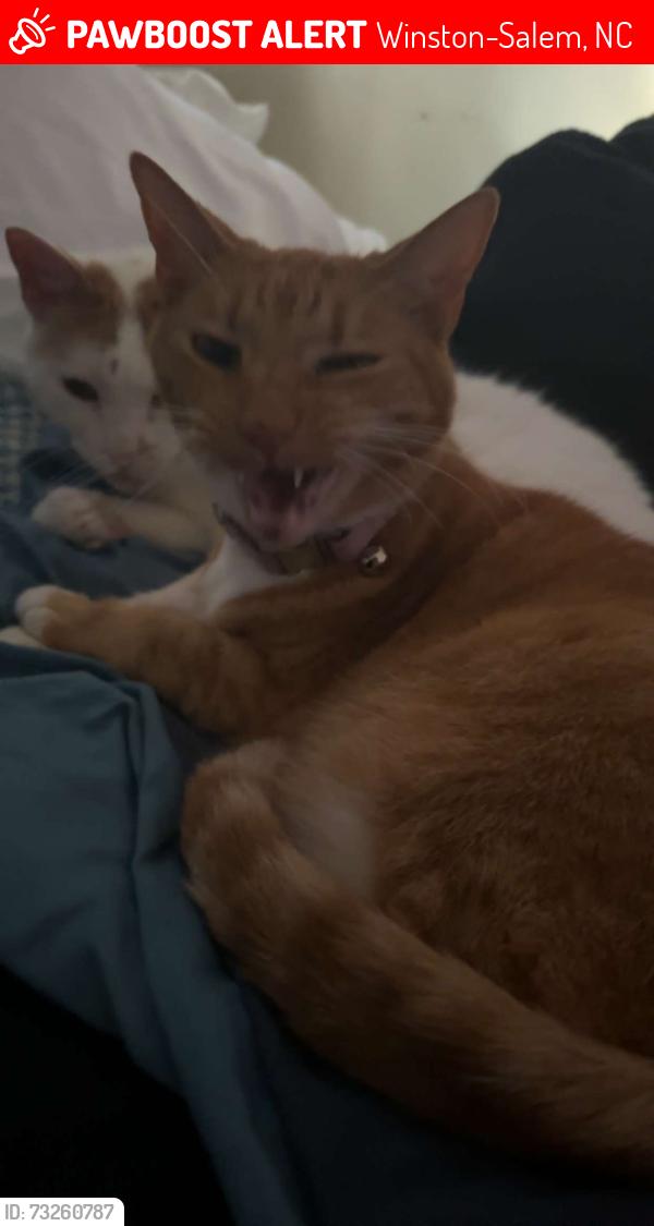 Lost Female Cat last seen Mount tabor high school, also the old Lowe’s foods shopping center, Winston-Salem, NC 27106