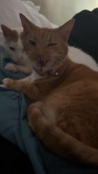Lost Female Cat last seen Mount tabor high school, also the old Lowe’s foods shopping center, Winston-Salem, NC 27106