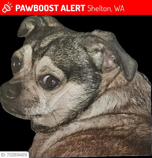 Lost Male Dog last seen Wynwood Drive off of Cloquallum Road, Shelton, WA 98584