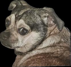 Lost Male Dog last seen Wynwood Drive off of Cloquallum Road, Shelton, WA 98584