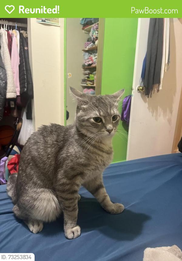 Reunited Male Cat last seen Onderdonk ave and grove st, Queens, NY 11385