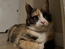 Lost Female Cat last seen Belden, Camarillo, CA 93010