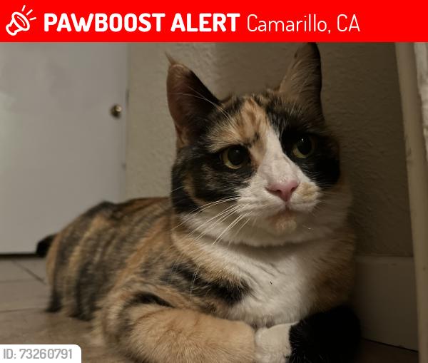 Lost Female Cat last seen Belden, Camarillo, CA 93010