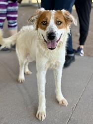 Shelter Stray Male Dog last seen Near ALAMEDA AVE, CITY of El Paso, TX, 5001 Fred Wilson Ave, El Paso, TX 79906, USA
