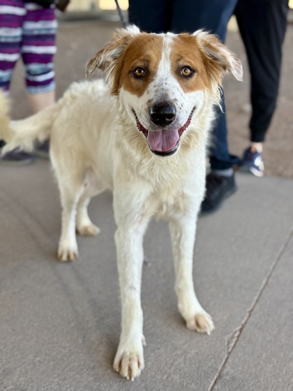 Shelter Stray Male Dog last seen Near ALAMEDA AVE, CITY of El Paso, TX, 5001 Fred Wilson Ave, El Paso, TX 79906, USA