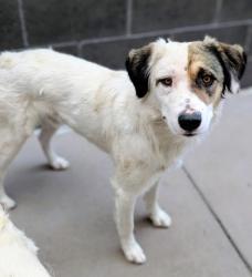 Shelter Stray Male Dog last seen Near ALAMEDA AVE, CITY of El Paso, TX, 5001 Fred Wilson Ave, El Paso, TX 79906, USA