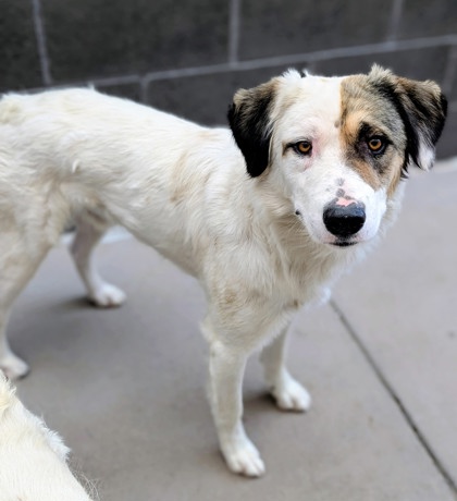 Shelter Stray Male Dog last seen Near ALAMEDA AVE, CITY of El Paso, TX, 5001 Fred Wilson Ave, El Paso, TX 79906, USA
