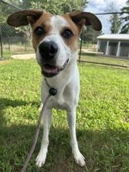 Shelter Stray Male Dog last seen Near ARBOR LINKS ROAD Lithonia, 30058, 30058, GA, 3280 Chamblee Dunwoody Rd, Chamblee, GA 30341, USA