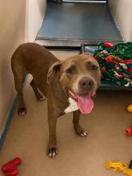 Shelter Stray Male Dog last seen Parkview Lanes Bowling Alley, Holder, FL, 4030 S Airport Rd, Inverness, FL 34450, USA