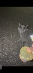 Found/Stray Unknown Cat last seen Boone Avenue, Brooklyn Park, MN 55428