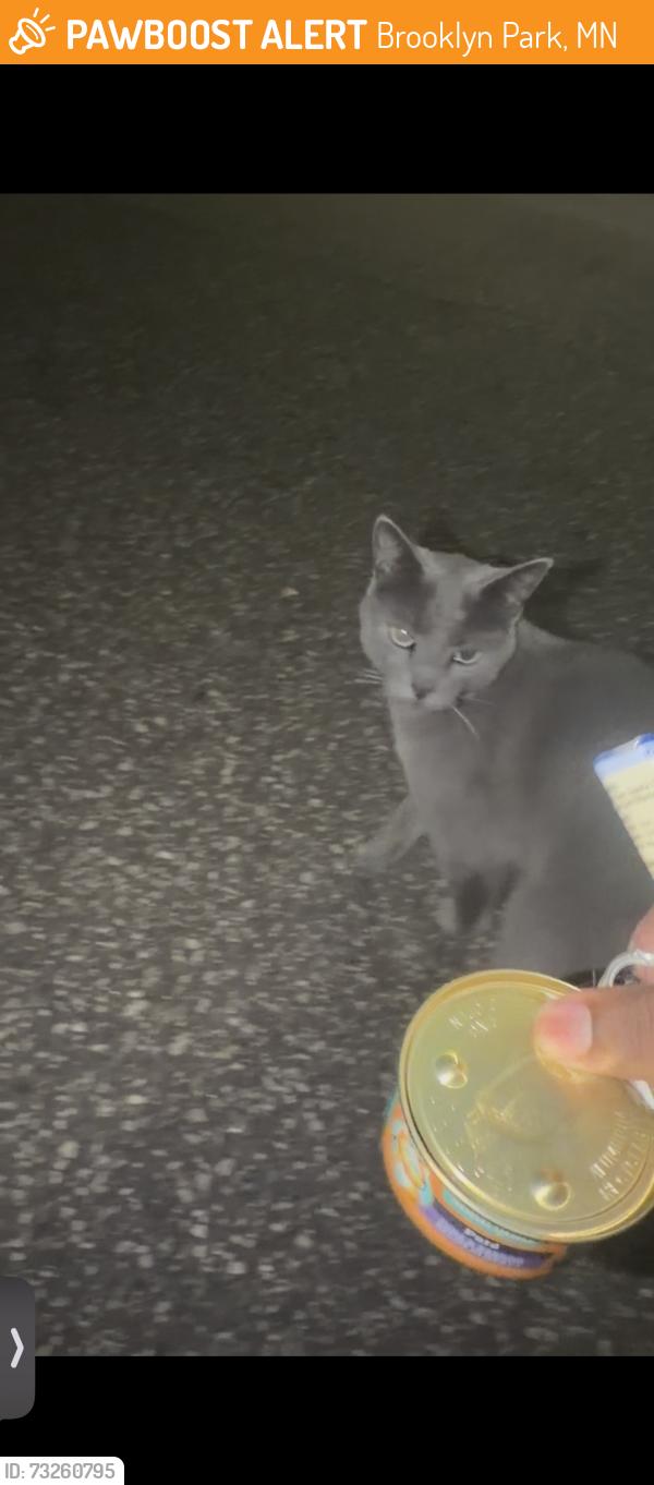 Found/Stray Unknown Cat last seen Boone Avenue, Brooklyn Park, MN 55428