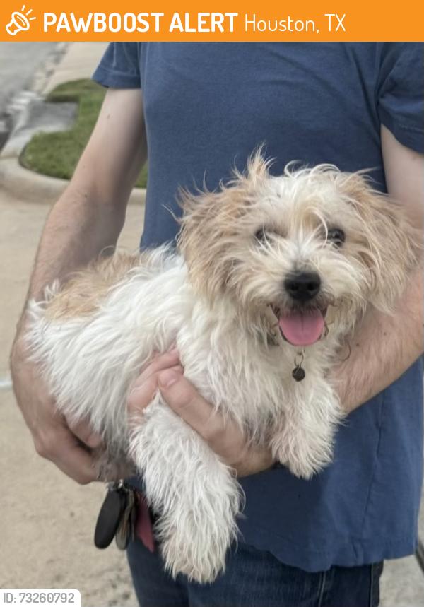 Found/Stray Male Dog last seen Avenue place park, Houston, TX 77009