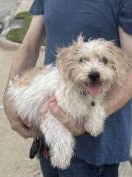Found/Stray Male Dog last seen Avenue place park, Houston, TX 77009