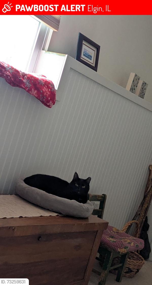 Lost Male Cat last seen Near Airport Rd, Elgin IL 60123, Elgin, IL 60120