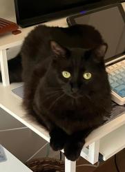 Reunited Male Cat last seen Moore Street and Halderman, Los Angeles, CA 90066