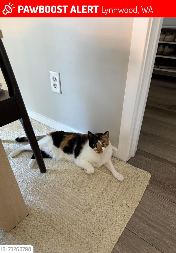 Lost Female Cat last seen Alderwood Manor, Lynnwood, WA 98036