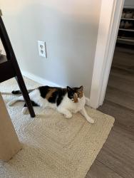 Lost Female Cat last seen Alderwood Manor, Lynnwood, WA 98036