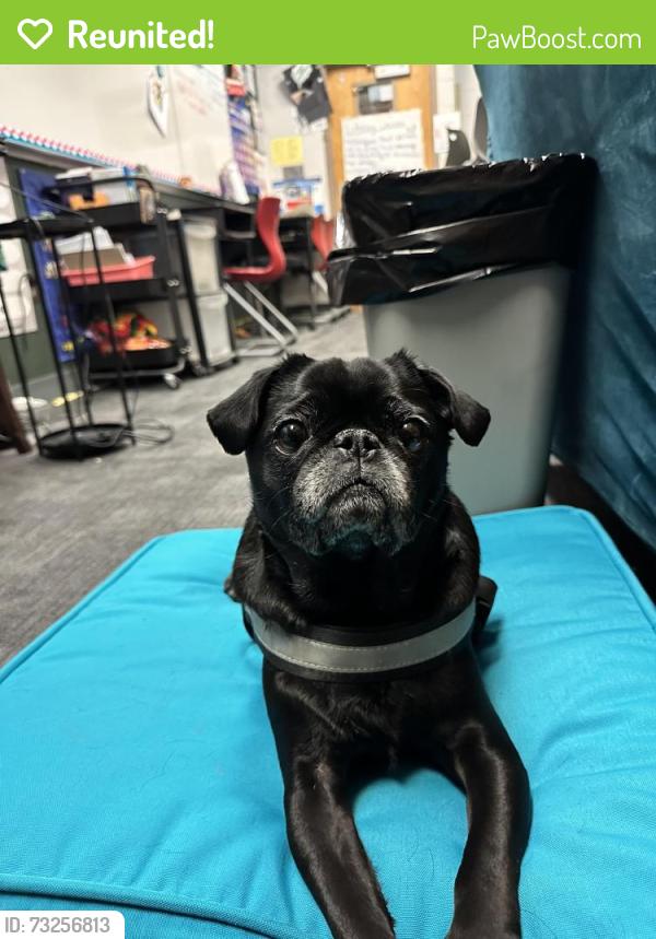 Reunited Male Dog last seen 44th & Olympia, Kennewick, WA 99337